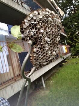 20140914　アシナガバチの巣s.jpg